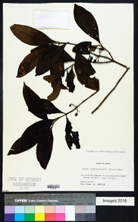 Aidia cochinchinensis image