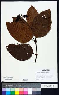 Ciliosemina pedunculata image