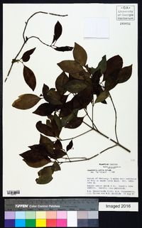 Rondeletia polita image