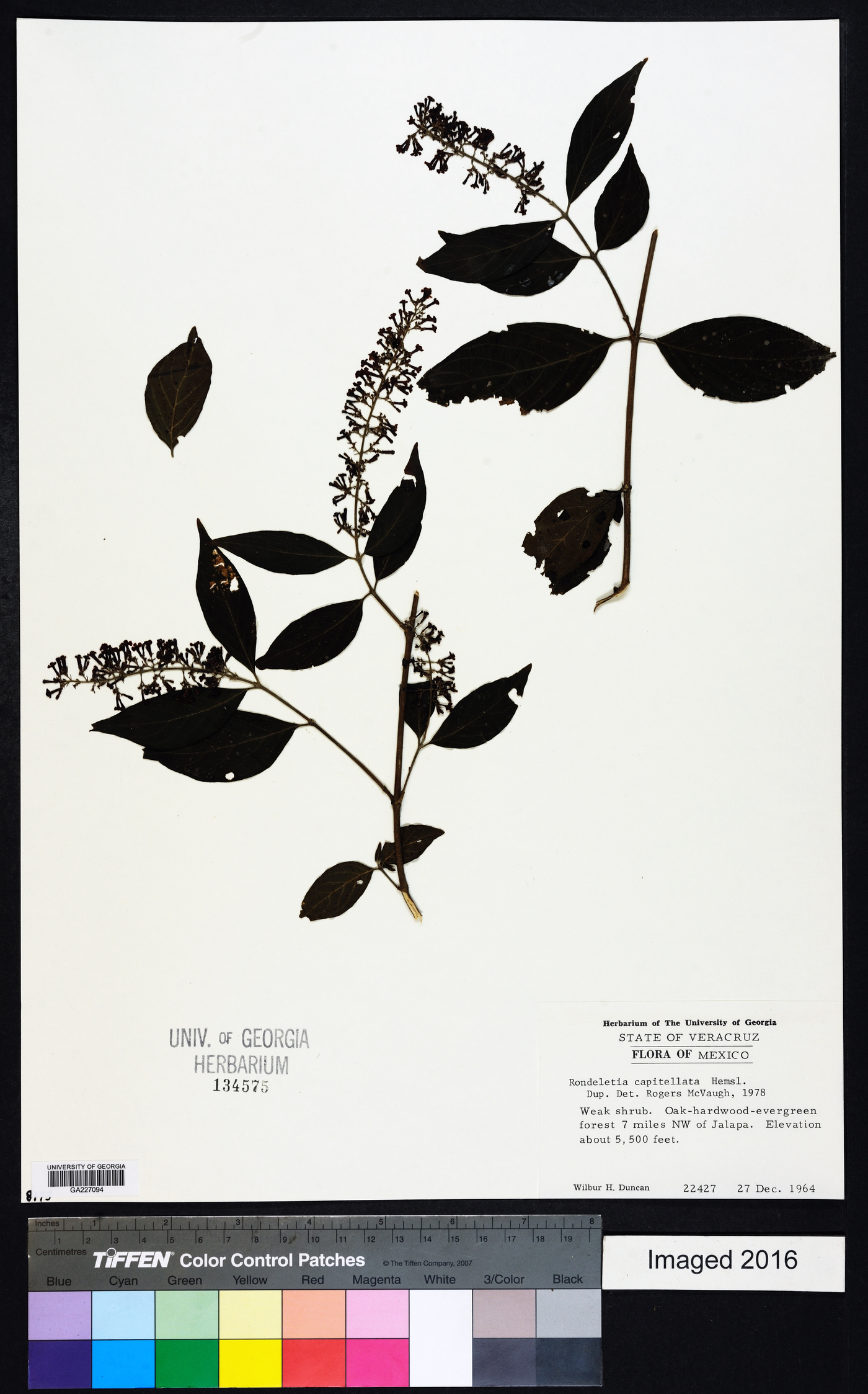 Arachnothryx capitellata image