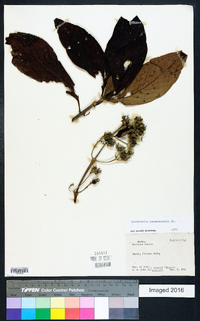 Rondeletia panamensis image