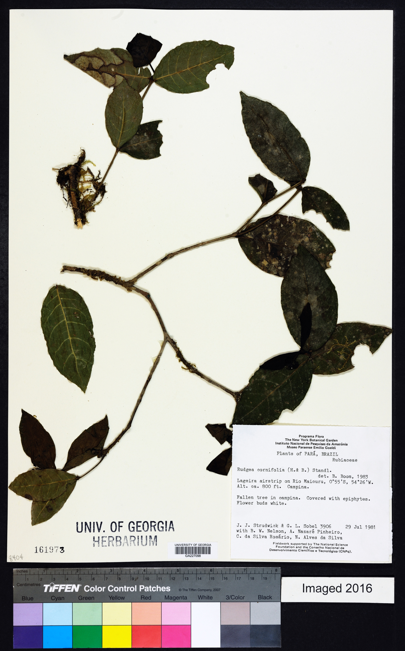 Rudgea cornifolia image