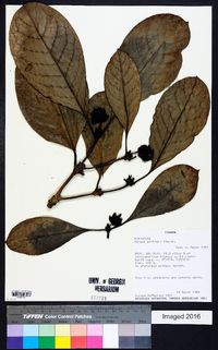 Rudgea pittieri image