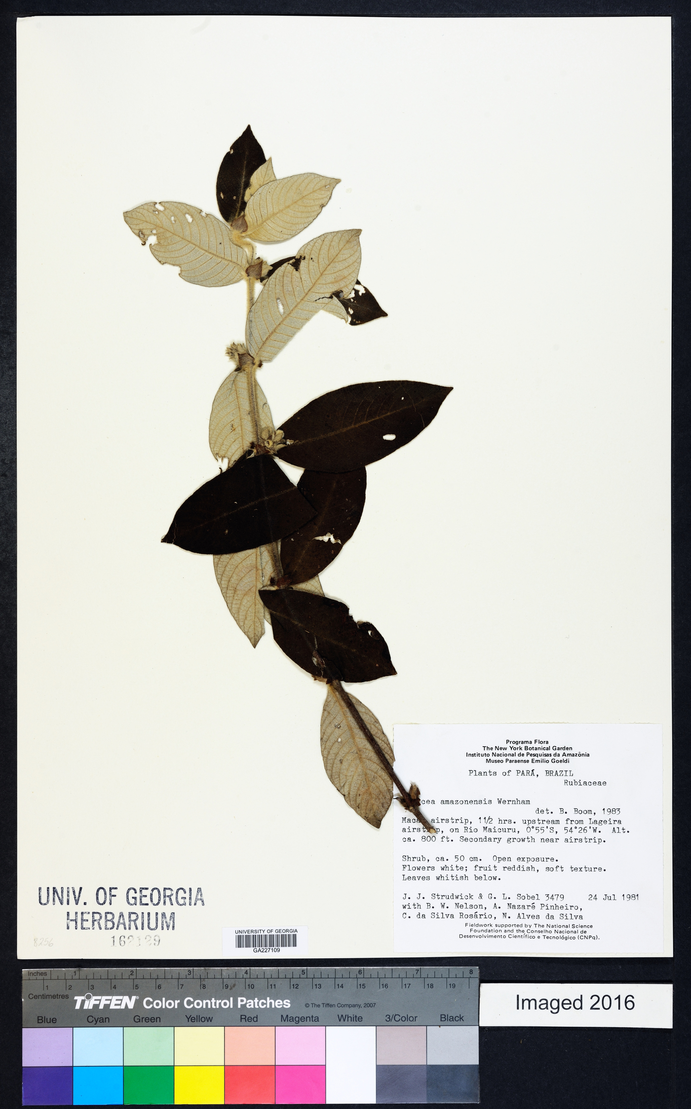 Sabicea amazonensis image
