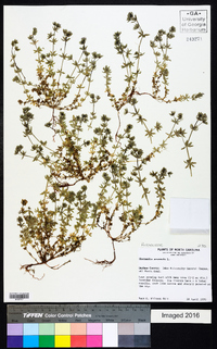 Sherardia arvensis image