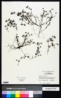 Sherardia arvensis image