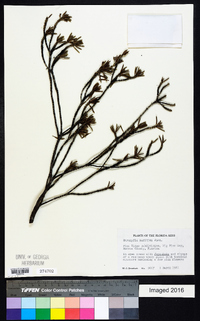 Strumpfia maritima image