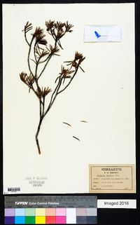 Strumpfia maritima image