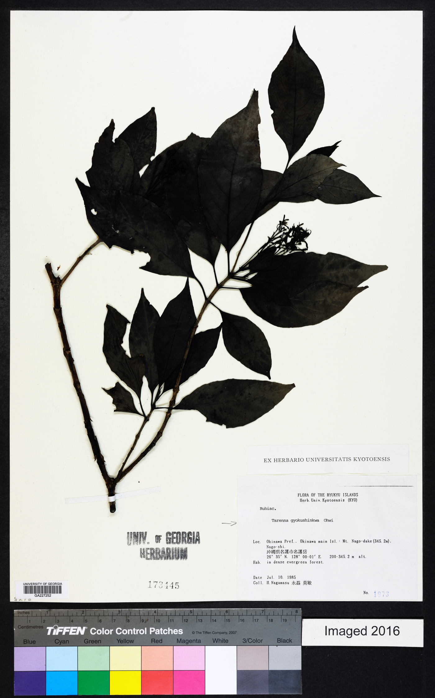 Tarenna asiatica image
