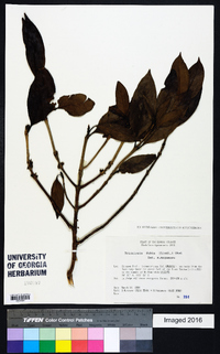 Diplospora dubia image