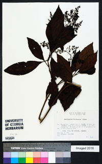 Wendlandia formosana image
