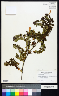 Abelia floribunda image