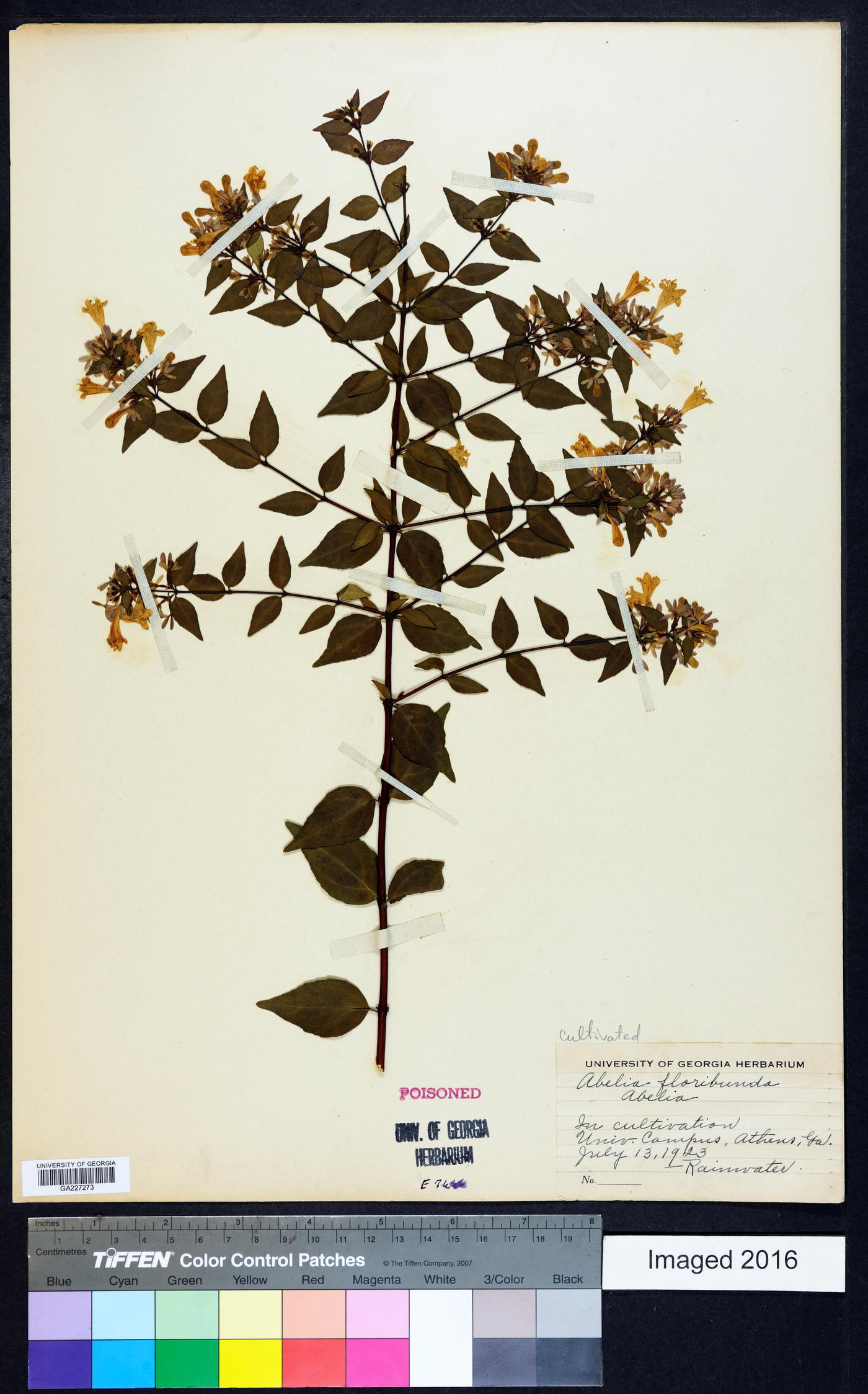 Abelia floribunda image
