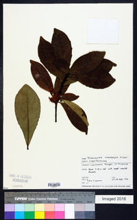 Alseuosmia macrophylla image