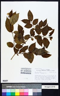 Diervilla lonicera image