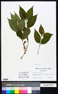 Diervilla lonicera image