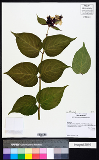 Leycesteria formosa image