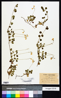 Linnaea borealis image