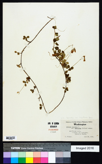 Linnaea borealis subsp. longiflora image