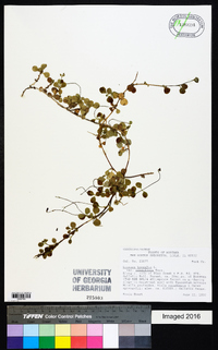 Linnaea borealis image