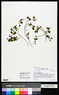 Linnaea borealis subsp. longiflora image