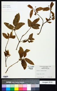 Lonicera canadensis image