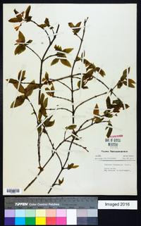 Lonicera canadensis image