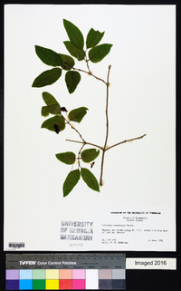 Lonicera canadensis image