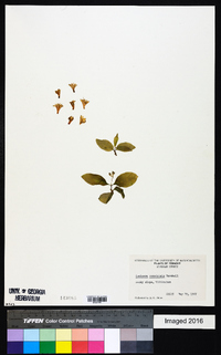 Lonicera canadensis image