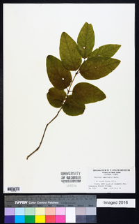 Lonicera canadensis image