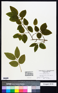 Lonicera canadensis image