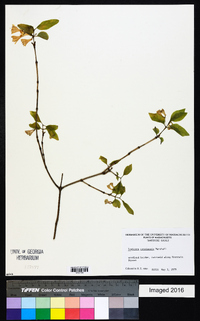 Lonicera canadensis image