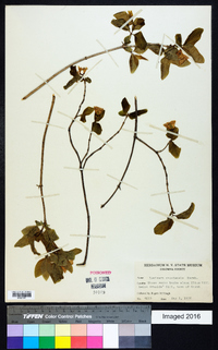 Lonicera canadensis image