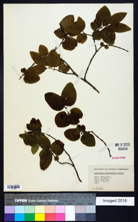 Lonicera canadensis image