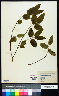 Lonicera canadensis image