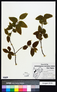 Lonicera canadensis image