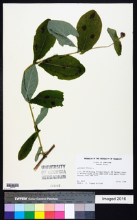 Lonicera dioica image