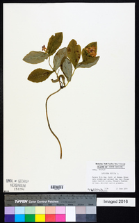 Lonicera dioica image