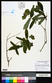 Lonicera dioica image