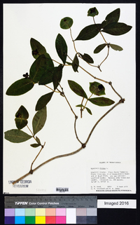 Lonicera dioica image