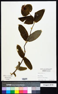 Lonicera dioica image