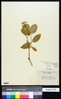 Lonicera dioica image