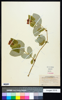 Lonicera dioica image