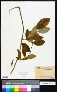 Lonicera dioica image