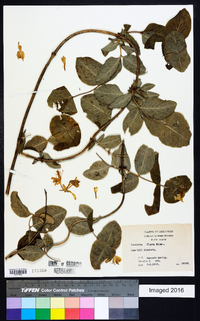 Lonicera flava image