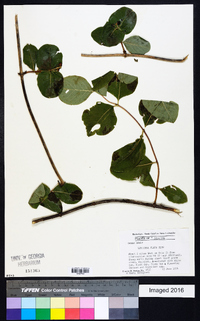 Lonicera flava image