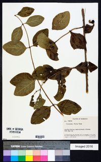 Lonicera flava image