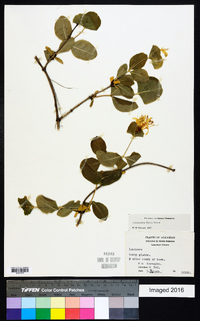 Lonicera flava image