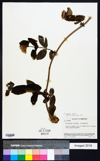 Lonicera flava image