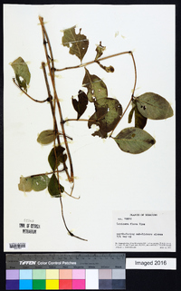 Lonicera flava image